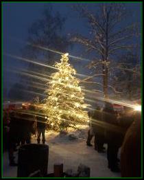 Bild k�nnte enthalten: Pflanze und Essen